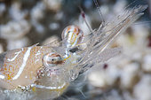 Close up of a shrimp's head