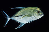 Black jack (Caranx lugubris), Indian Ocean, Mayotte