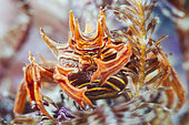 Feather star crab (Tiaramedon spinosum) female with eggs on Stephanometra indica, Indian Ocean, Mayotte