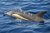 Common dolphin - Short-beaked common dolphin (Delphinus delphis). Specimen swimming in surface. Tenerife, Canary Islands.