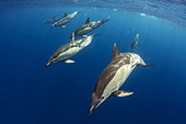 Common dolphin - Short-beaked common dolphin (Delphinus delphis). Submerged group. Tenerife, Canary Islands.