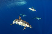 Common dolphin - Short-beaked common dolphin (Delphinus delphis). Group feeding on snipe fish (Macroramphosus scolopax). Tenerife, Canary Islands.