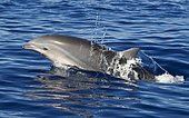 Fraser's Dolphin (Lagenodelphis hosei). Tenerife, Canary Islands.