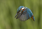 Kingfisher (Alcedo atthis) Kingfisher hovering, England, Summer