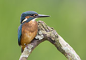 Kingfisher (Alcedo atthis) Kingfisher perched on a branch, England, Summer