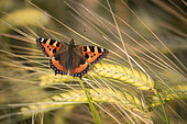 Small tortoiseshell (Aglais urticae) Tortoiseshell perched amongs barley, England, Summer