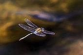 Emperor dragonfly (Anax imperator) in flight above a pond in early autumn, Massif des Maures, near Bormes les mimosas, France