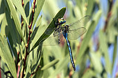 Emperor dragonfly (Anax imperator) Lying on the edge of a pond in early autumn, Massif des Maures, near Bormes les mimosas, France