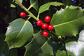 Common Holly (Ilex aquifolium) Detail of leaves and berries in autumn, Country garden, Lorraine, France