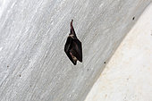 Lesser horseshoe bat (Rhinolophus hipposideros) In wintering suspended from the ceiling of an underground gallery of an old fort in winter, Environs de Toul, Lorraine, France