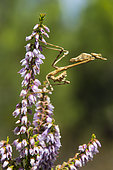 Conehead Mantis (Empusa pennata) on flower in late summer, Plaine des Maures, Les Mayons, France