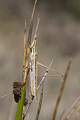 Nosed Grasshopper (Acrida ungarica mediterranea) on a rod of rush in late summer, Plaine des Maures, Les Mayons, France