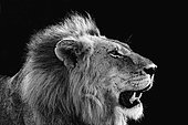 Portrait d'un Lion (Panthera leo), Parc Kruger, Afrique du Sud