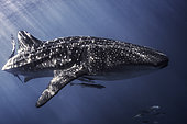 Whale Shark (Rhincodon typus) with remoras, Nosy Be, Madagascar
