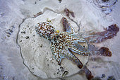 Poulpe (Octopus sp.) dans le lagon à marée basse, Mayotte, océan Indien