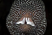 Laced moray (Gymnothorax favagineus), Indian Ocean, La Reunion,