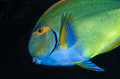 Dussumieri Tang or Eyestriped surgeonfish (Acanthurus dussumieri), La Reunion island