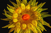 Sun coral polyp, Indian Ocean, La Reunion