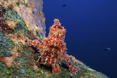 Commerson's Frogfish (Antennarius commersonii), Indian Ocean, La Reunion island