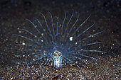 Tube-dwelling anemone (Cerianthidae), Indian Ocean, La Reunion island