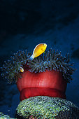 Skunk Clownfish (Amphiprion akallopisos) couple and Sea Anemone, Mayotte, Indian Ocean