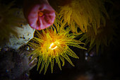 Sun coral polyp, Indian Ocean, La Reunion