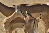 Impala (Aepyceros melampus) femelle avec un Piqueboeuf a bec rouge sur le dos dans la savane, Moremi, Botswana