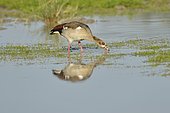 Egyptian Goose (Alopochen aegyptiaca) at the water's edge looking for food, Chobe, Botswana