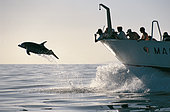 Bottlenose dolphin (Tursiops truncatus) playing and jumping on it bow of a boat. Tenerife, Canary Islands.
