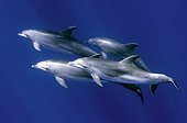 Bottlenose dolphin (Tursiops truncatus). Submerged group. Tenerife, Canary Islands.