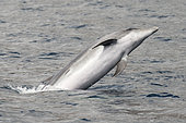 Bottlenose dolphin (Tursiops truncatus) playing and jumping on surface, Tenerife, Canary Islands.