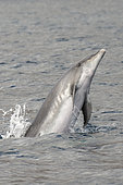 Bottlenose dolphin (Tursiops truncatus) playing and jumping on surface, Tenerife, Canary Islands.