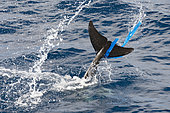 Risso's dolphin (Grampus griseus), with a plastic bag in the caudal fin, Fuerteventura, Canary Islands