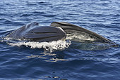 Bryde's whale (Balaenoptera brydei, edeni), Whale eating, Tenerife, Canary Islands