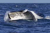 Bryde's whale (Balaenoptera brydei, edeni), Whale eating, Tenerife, Canary Islands