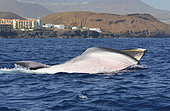 Bryde's whale (Balaenoptera brydei, edeni), Whale eating, Coast of Montaña Amarilla, Tenerife, Canary Islands