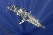 Bryde's whale (Balaenoptera brydei, edeni), Tenerife, Canary Islands
