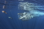 Bryde's whale (Balaenoptera brydei, edeni), Whale eating, Tenerife, Canary Islands.