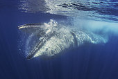 Bryde's whale (Balaenoptera brydei, edeni), Whale eating, Tenerife, Canary Islands.