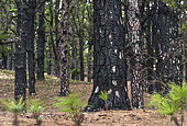 Pine forest (Pinus canariensis). Wildfire. Forest fire extinction in El Hierro, Canary Islands.