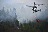 Helicopter in a forest fire. Wildfire. Pine forest (Pinus canariensis). Ifonche 2012, Tenerife. Canary Islands.