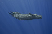 Sperm whale breast-feeds her newborn - Indian Ocean