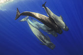 Pilot whale (Globicephala macrorhynchus) group, Tenerife, Canary Islands.