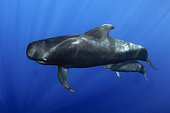Pilot whale (Globicephala macrorhynchus), Tenerife, Canary Islands.