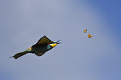 Bee-eater of Europe (Merops apiaster) capturing butterfly Wall Brown (Lasiommata megera) in flight, Danube delta, Romania