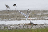 Offering between a pair of Common terns (Sterna hirundo), Danube delta, Romania