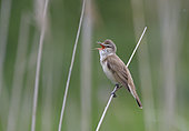 Great Reed warbler (Acrocephalus arundinaceus) singing on a reed, Danube delta, Romania