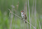 Great Reed warbler (Acrocephalus arundinaceus) singing on a reed, Danube delta, Romania