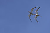 Common terns displaying in flight (Sterna hirundo), Danube delta, Romania