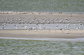 Nesting islets of Common terns (Sterna hirundo) and Pied Avocets (Recurvirostra avosetta), Danube delta, Romania